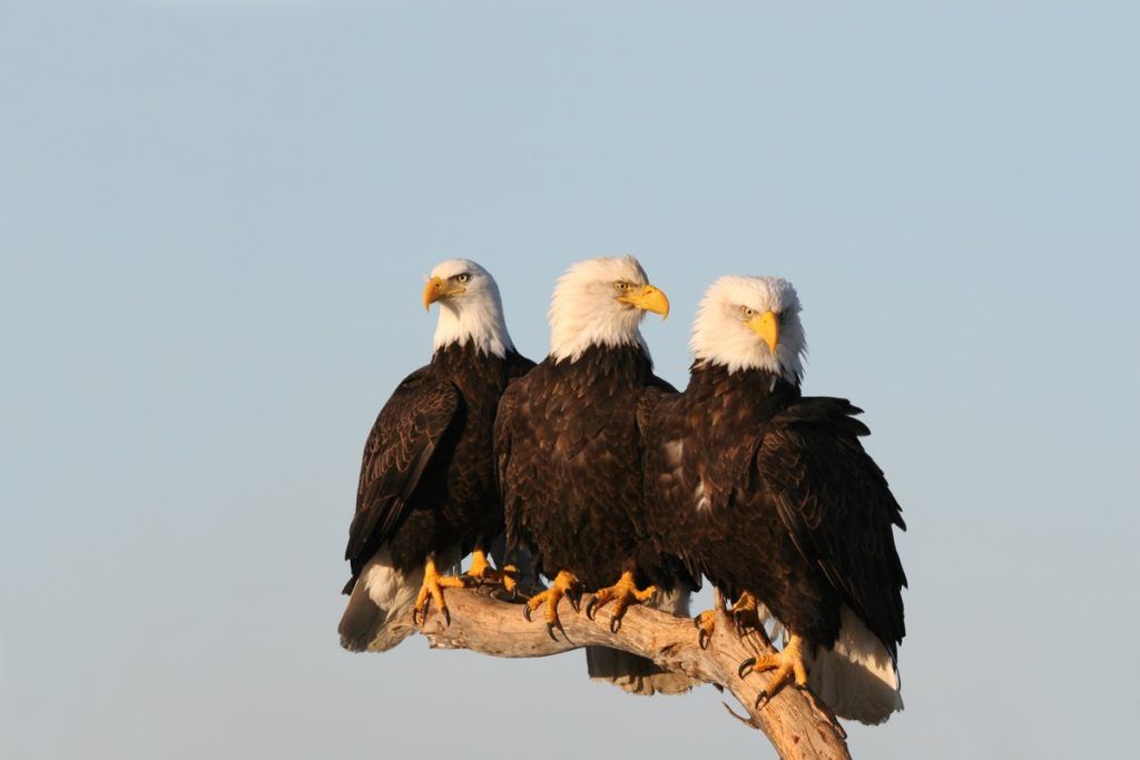 tres águilas posadas en una rama, hechos divertidos al azar