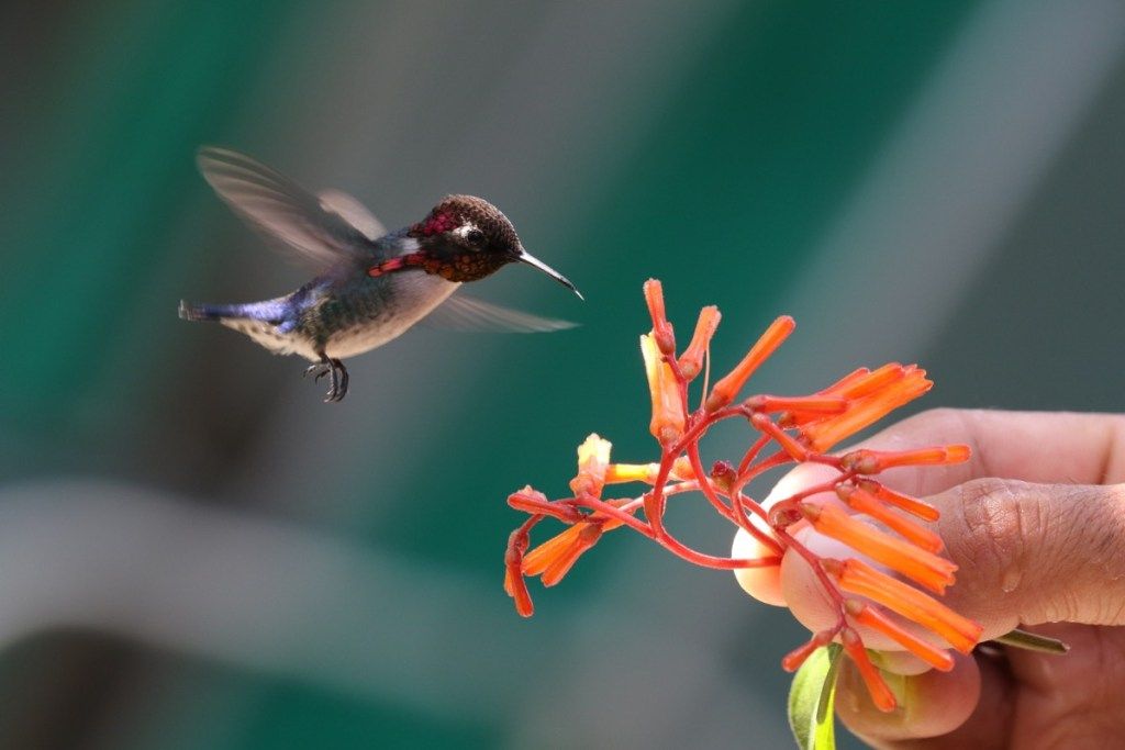 пчелен колибри, малко насекомо, животно, забавни факти