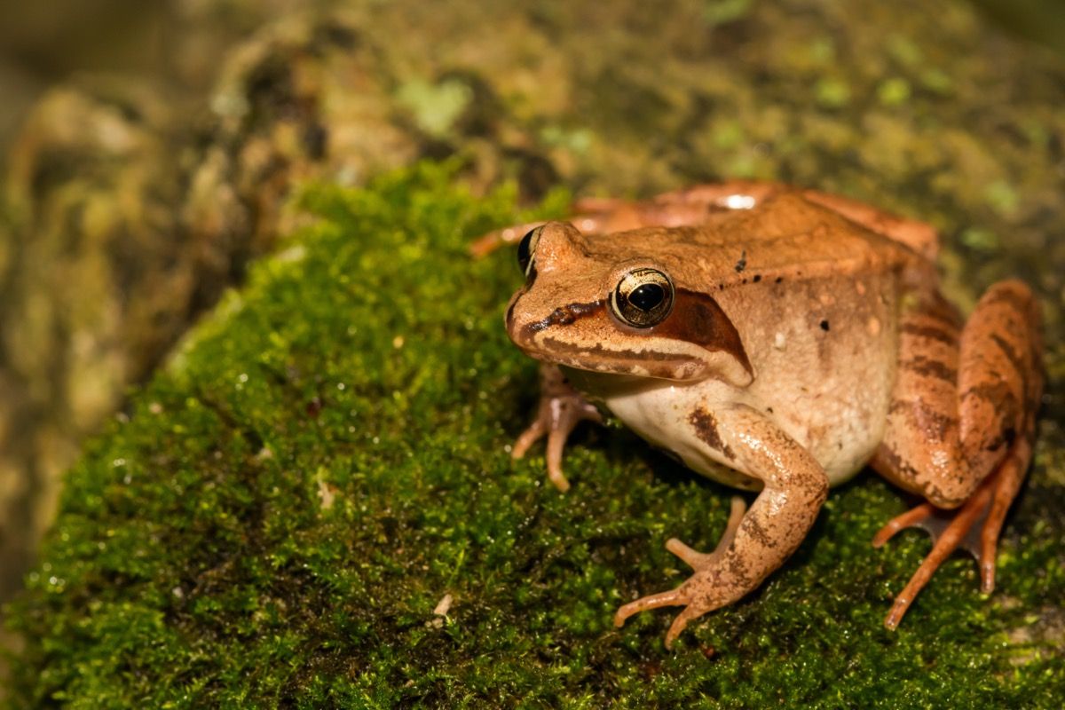 Lesna žaba