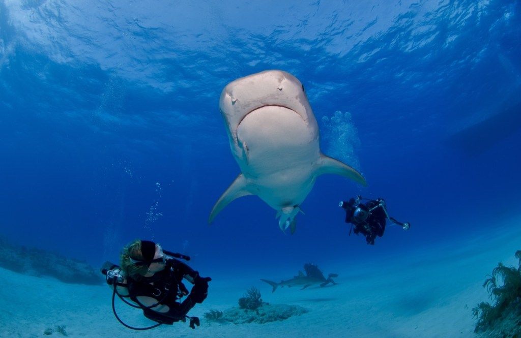 ฉลามเสือมองจากด้านล่างพร้อมกับนักดำน้ำสองคน