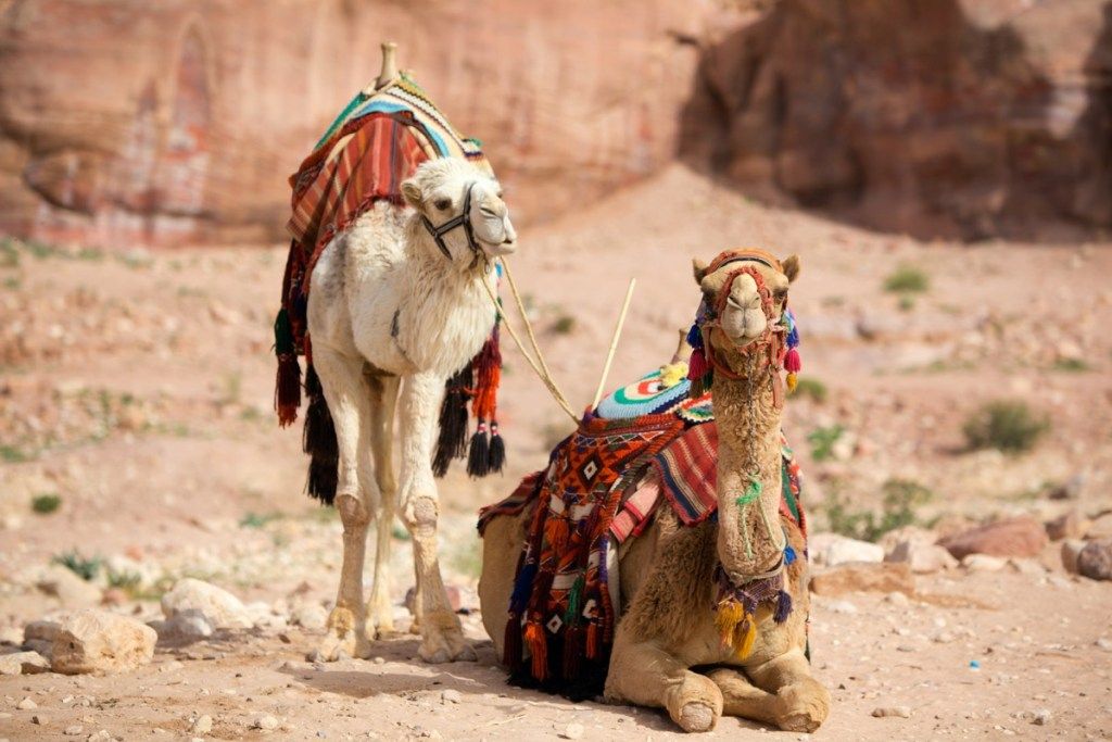 dos camellos sentados en petra jordan, hechos animales