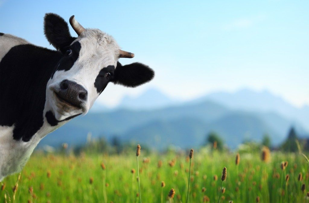 una vaca en un campo en un día azul brillante