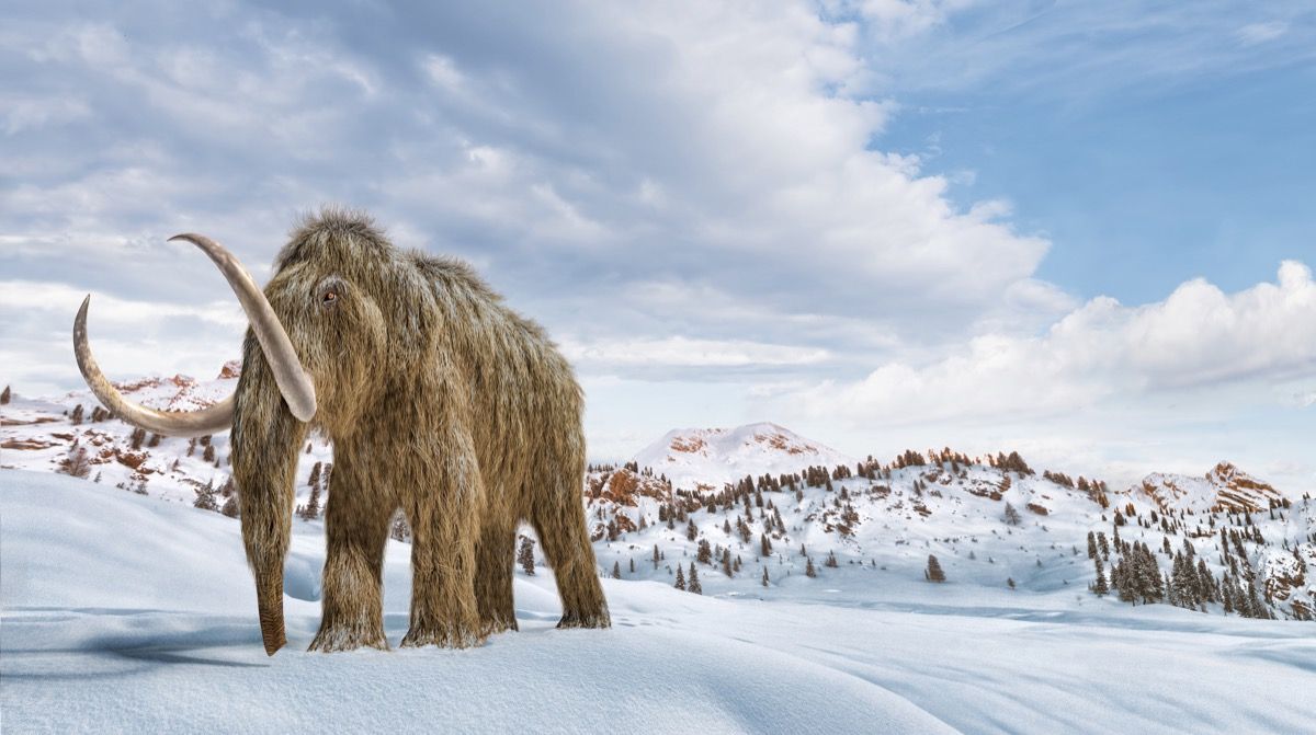 Ullet mammut satt i et vintermiljø. 16/9 Panoramisk format. Realistisk 3d illustrasjon.