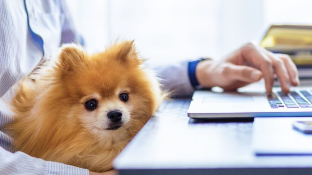 8 สายพันธุ์สุนัขที่ดีที่สุดถ้าคุณทำงานจากที่บ้านตามที่สัตวแพทย์