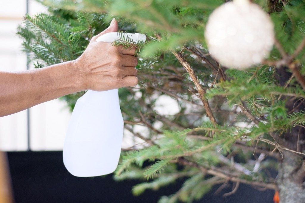 व्यक्ति अपने क्रिसमस के पेड़ को पानी के साथ जीवित रखने के लिए छिड़काव करता है