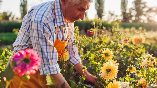 Yhdysvaltain puutarhakartta päivitetty ensimmäistä kertaa kymmeneen – mitä voit istuttaa alueellasi