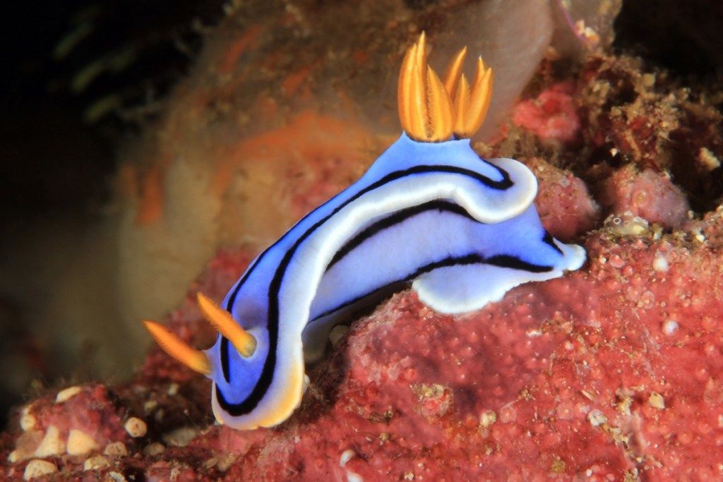 Creature marine dei nudibranchi che pungono