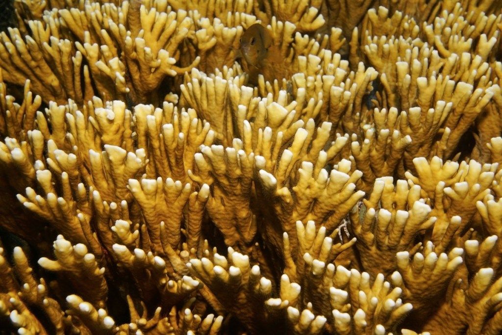 Gaisro koralinės jūros būtybės, kurios geluoja
