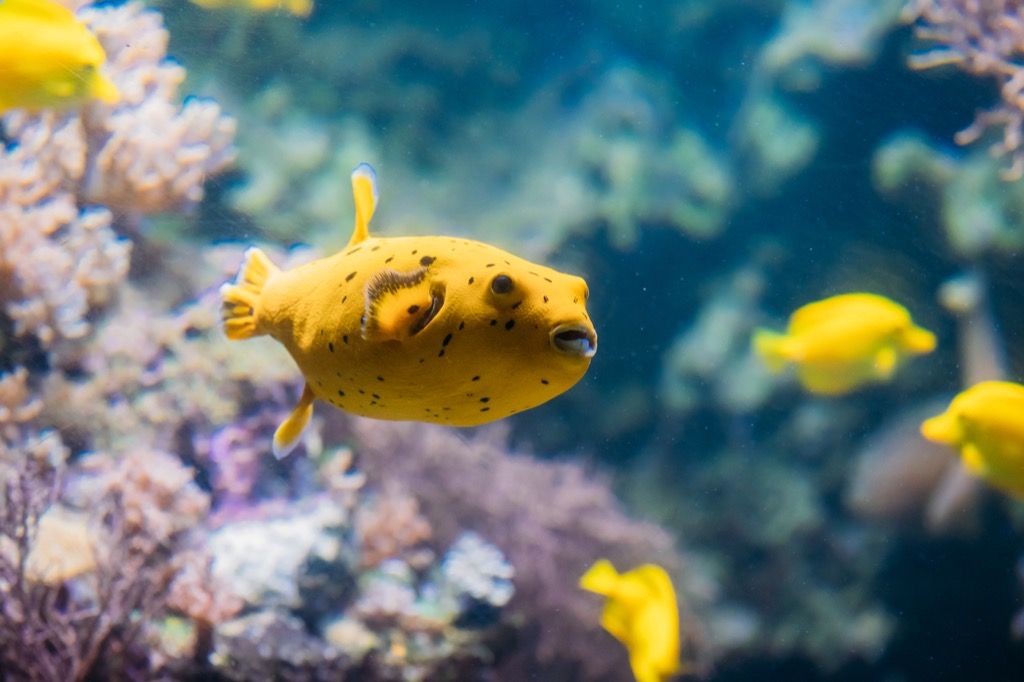 Морское существо Pufferfish