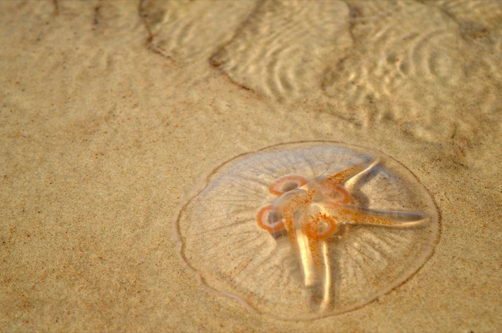 sứa trên bãi biển