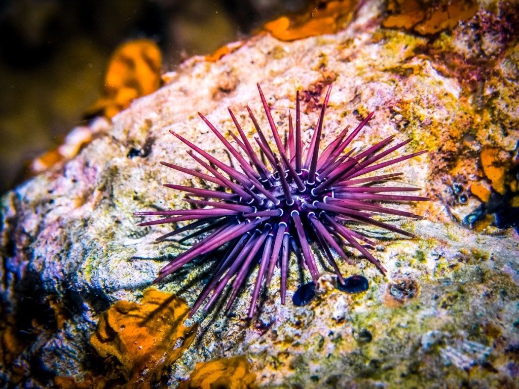 Sea Urchin sa isang Rock Sea Creatures Na Nakakasakit