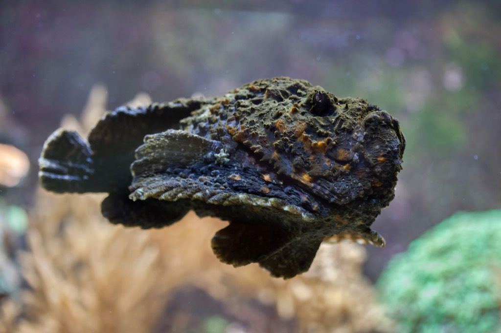 Cá biển Stonefish Sinh vật đau nhói