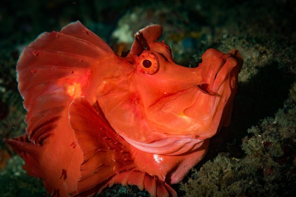 Criatures del mar Scorpionfish que punxen