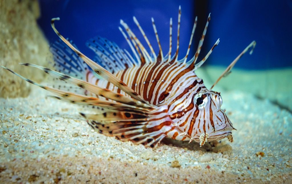 Makhluk Laut Lionfish Yang Menyengat