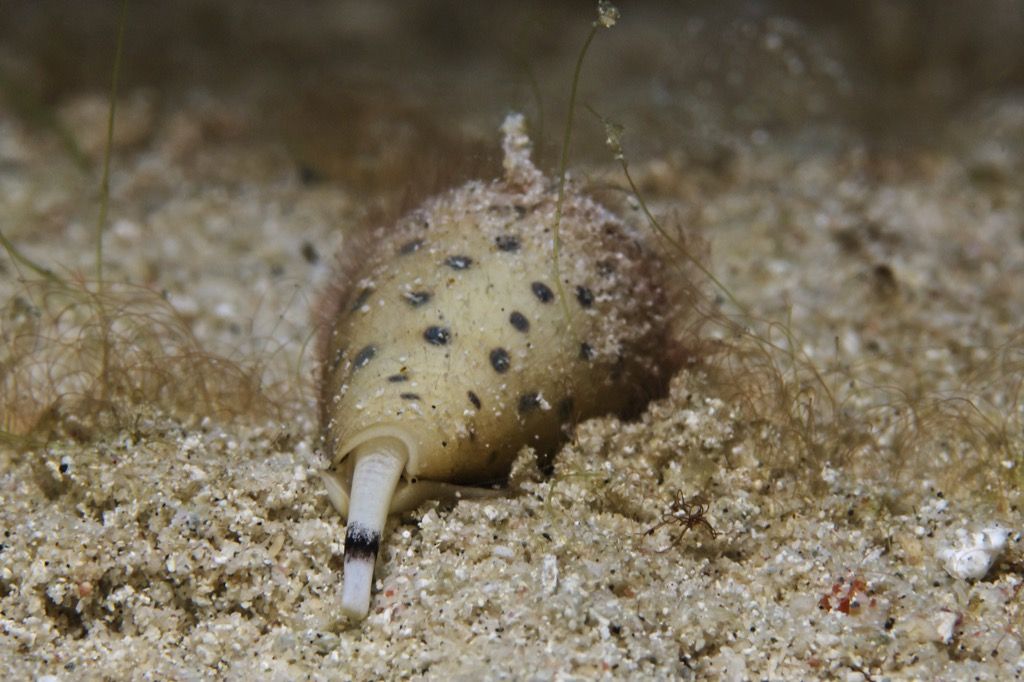 찌르는 콘 달팽이 바다 생물