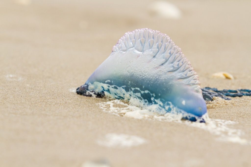 15 Skremmende ting i havet som kan stikke deg