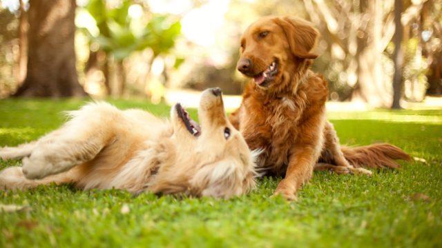   שני כלבים משחקים על הדשא בגינת כלבים