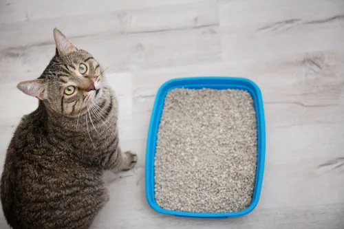   Šedá mourovatá mačka stojaca vedľa krabice na odpadky a pozerajúca sa do kamery.