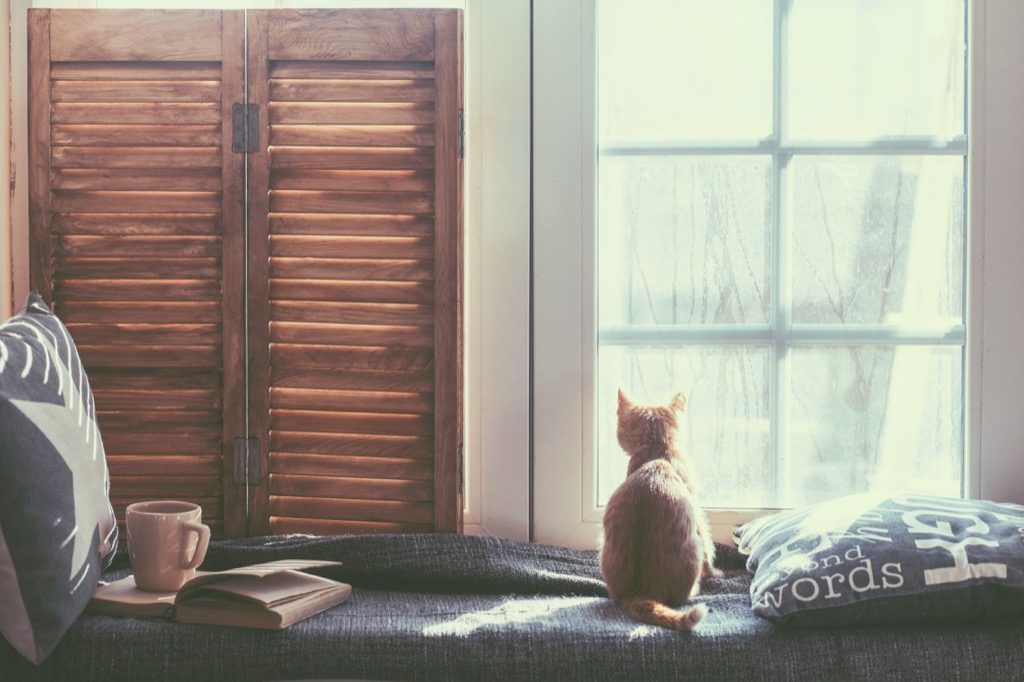 котка, гледаща през прозореца