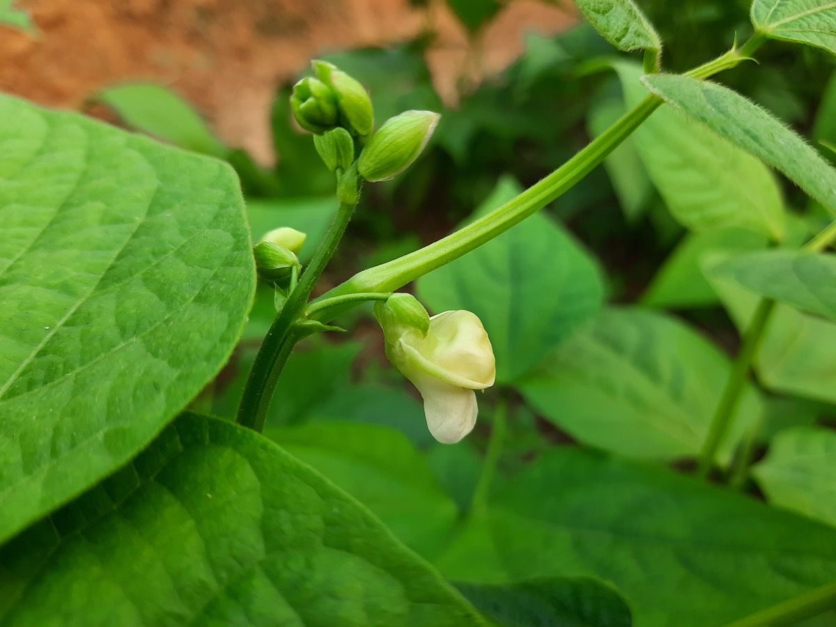 Bean peulvrucht plant in de zon