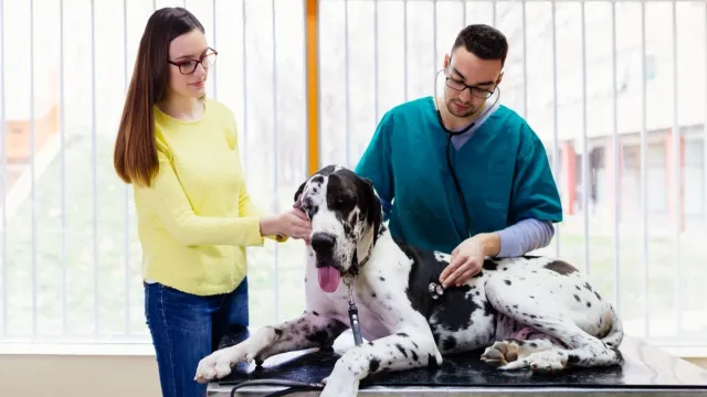 Weterynarz ujawnia 5 ras psów z najdroższymi rachunkami za leczenie