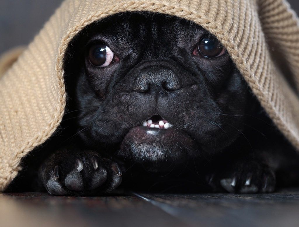 Anjing bulldog Perancis di bawah selimut