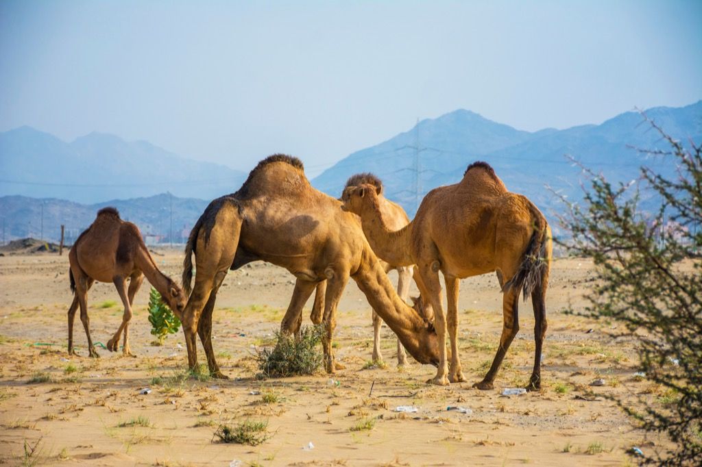 サウジアラビア砂漠の驚くべき事実