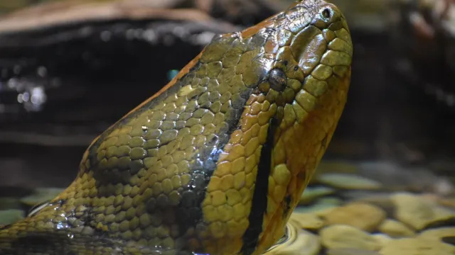 Ανακαλύφθηκε ολοκαίνουργιο φίδι 21 ποδιών: 'Το μεγαλύτερο από όλα τα ανακόντα'