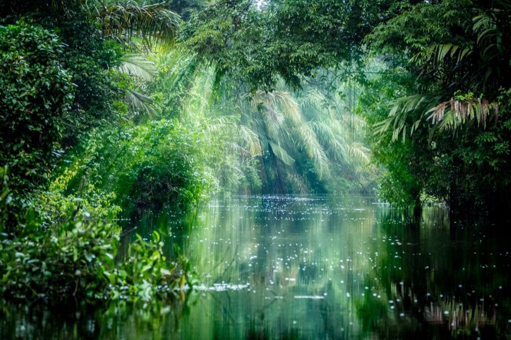 foresta pluviale del parco nazionale del tortuguero