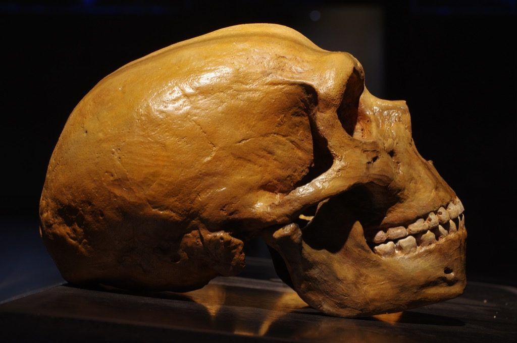 Neandertāliešu smadzeņu trakās ziņas 2018