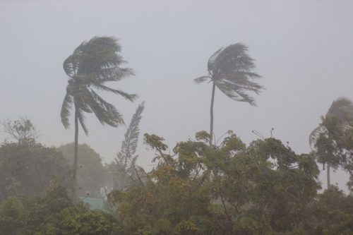   Phuket. El fuerte viento de la tormenta balancea los árboles y rompe las hojas de las dos palmeras. La calle está lloviendo fuerte. El tiempo se puso malo. Declarado aviso de tormenta