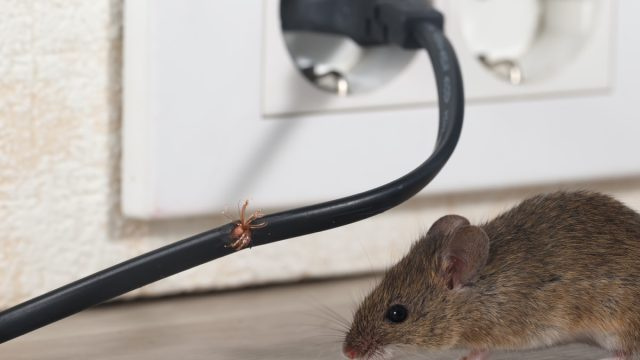 Les endroits les plus étranges où se cachent les souris dans votre maison et comment les trouver