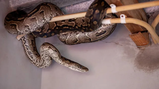 5 načina da svoj podrum zaštitite od zmija, prema stručnjacima
