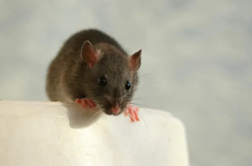   Ποντίκι σκαρφαλωμένο στην άκρη