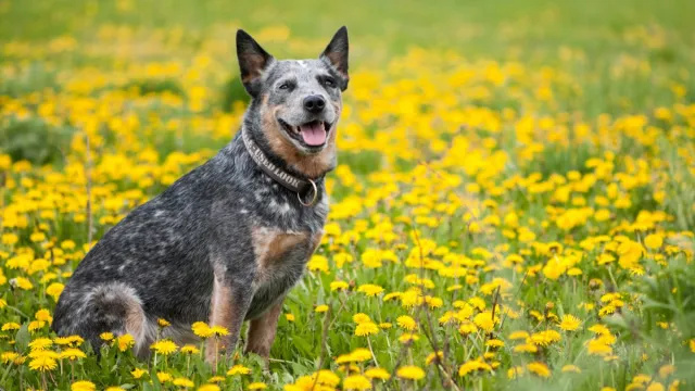 7 пород собак, которые живут дольше всех, по мнению ветеринаров