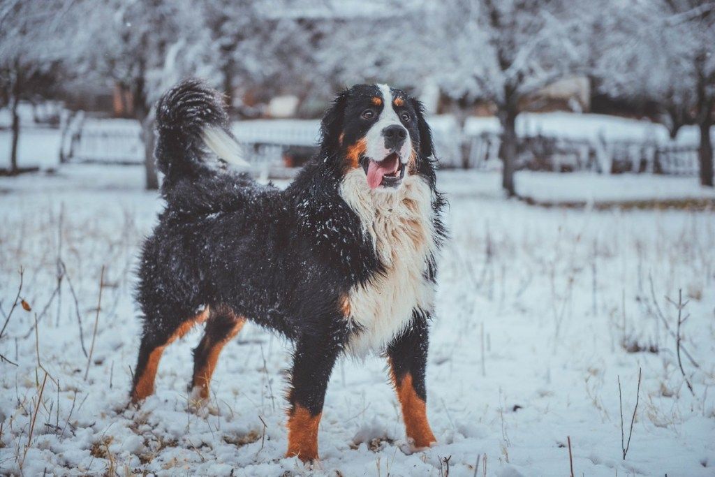 Berno kalnų šunys yra puriausios šunų veislės