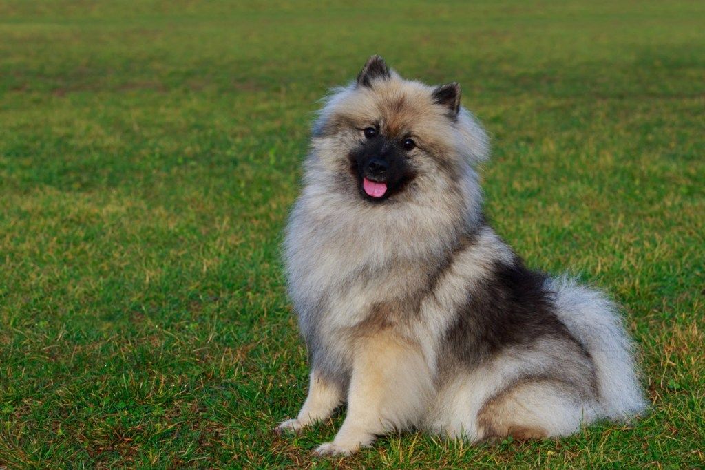 15 najbolj puhastih pasem psov, ki jih morate pogledati zdaj