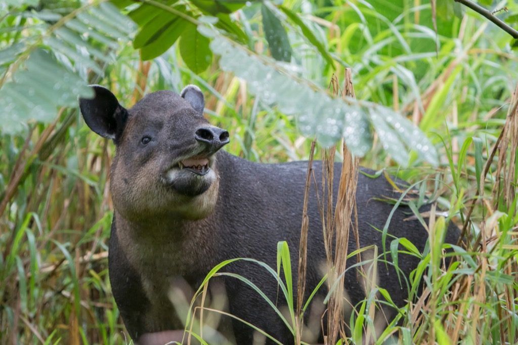 Baird Tapir kansallinen eläin