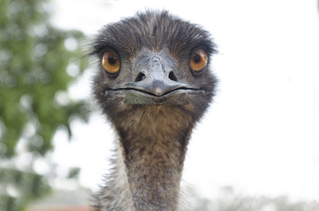 Emu-lintu kansallinen eläin