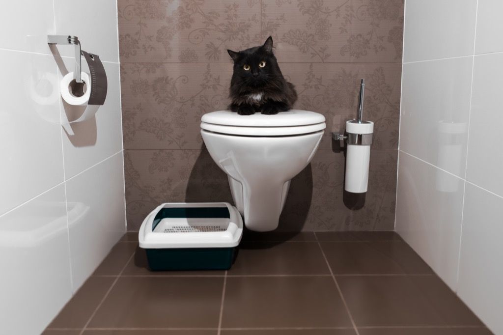 gato en el baño chistes cursis