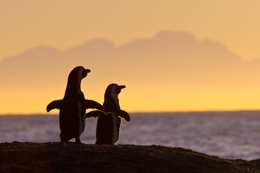Pingouin Couple Choses que vous croyiez que Aren