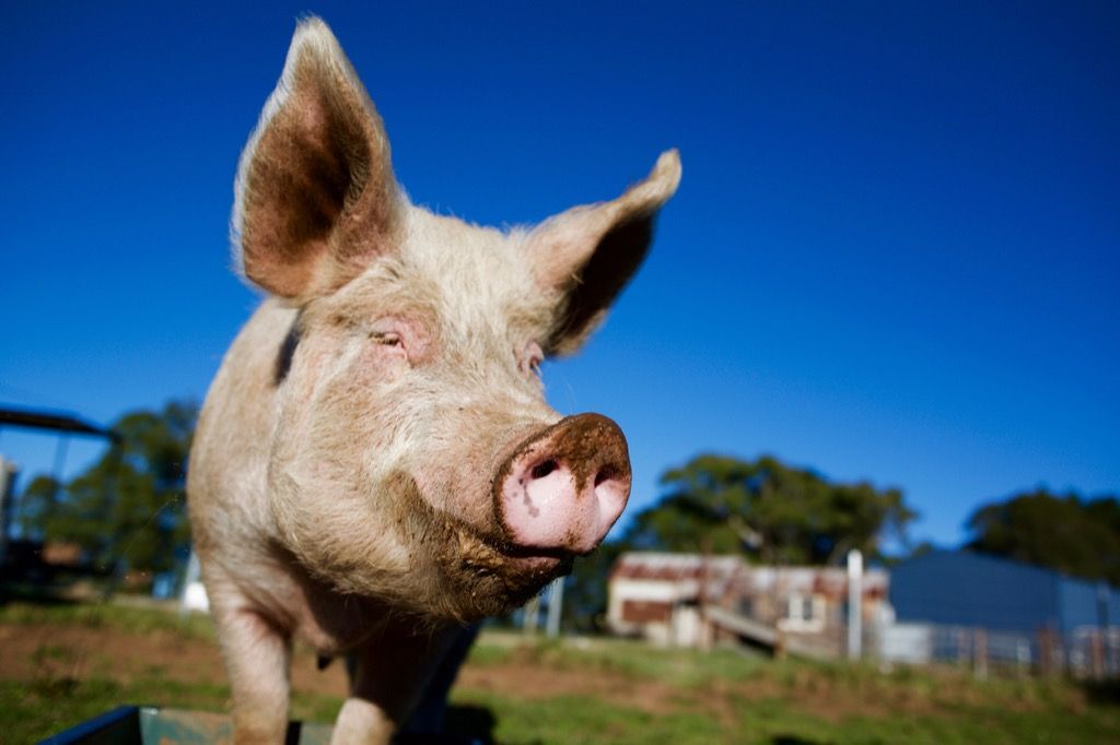 חדשות על המטורף של מוח חזיר 2018 בדיחות נדושות