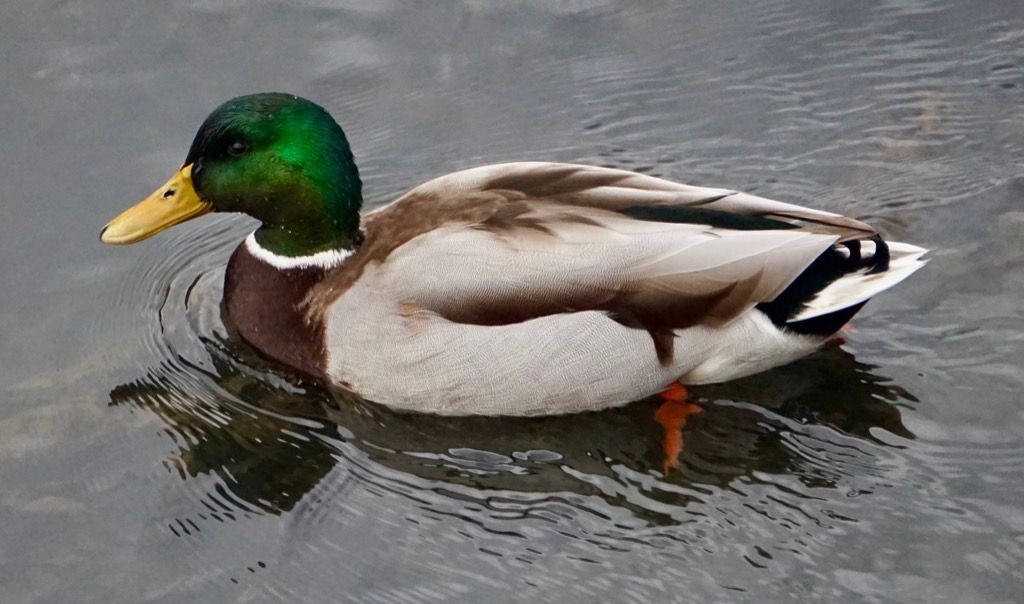 Duck Swimming Animal Jokes corny vitser
