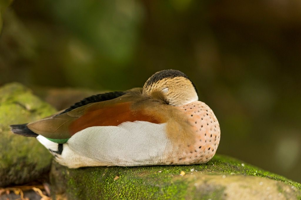 Sleeping Duck Corny Vitser