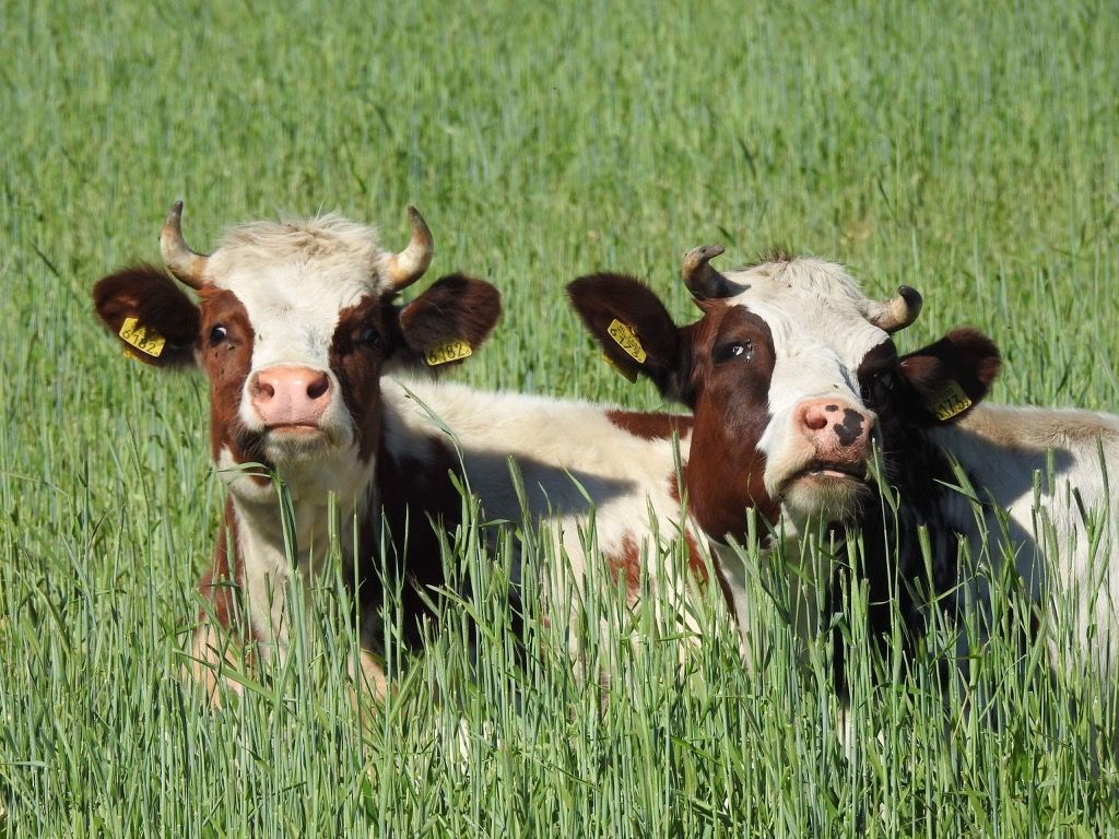 Kaksi lehmää kansallisen eläimen korni-vitsejä