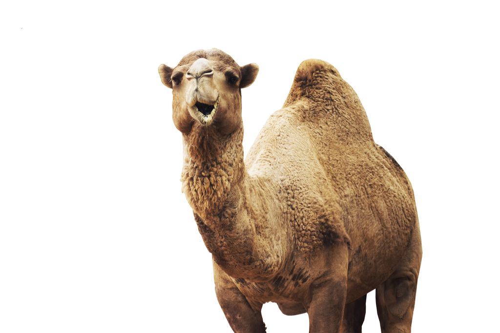 Camel Bogus 20. stoletja Dejstva okrutne šale