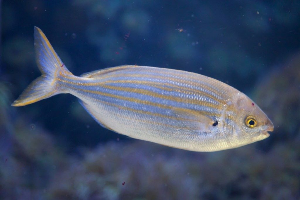 salema porgy fish - హాస్యాస్పదమైన జోకులు