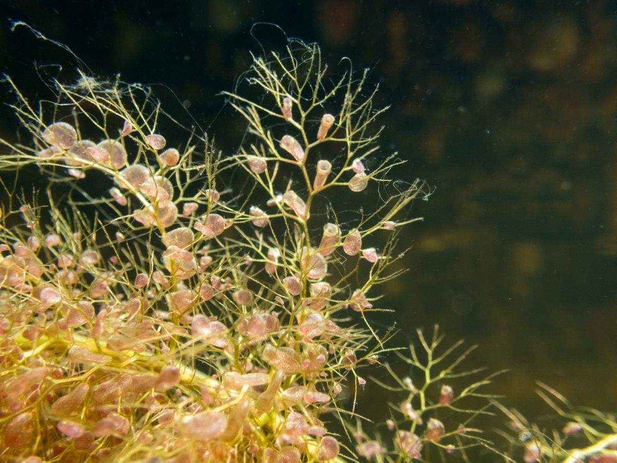 Листа и пикочни мехури от водно месоядно растение Utricularia vulgaris. Подводен изстрел. - Изображение