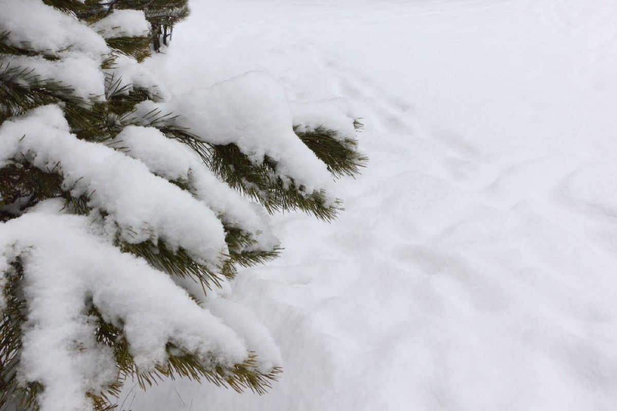 שלג על עץ האורן שאלות דבורה של נשיונל ג