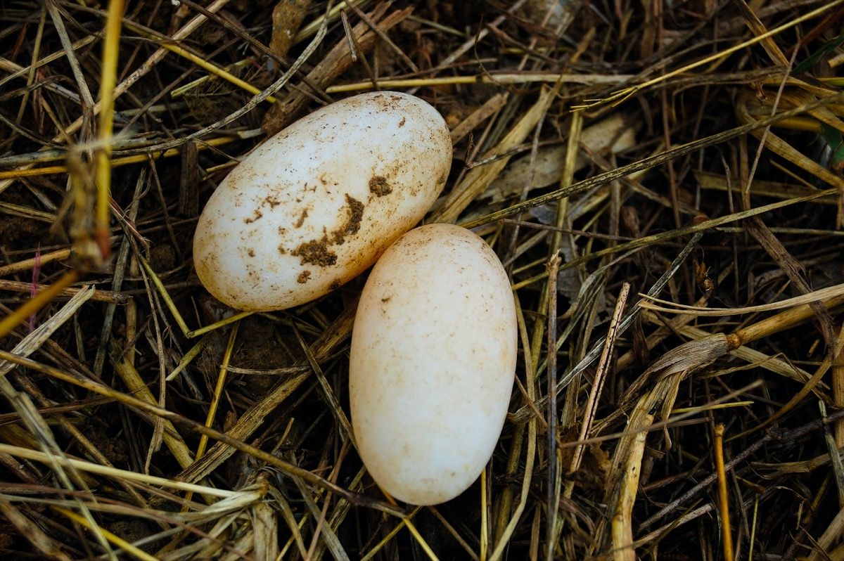 змийски яйца